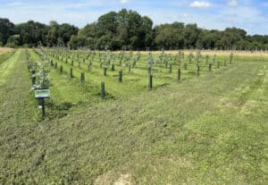 SRF Eucalyptus at North Wyke, July 2024