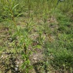 Gapped up SRC Willow rods all shooting well