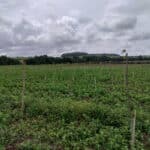 Italian Poplar at Ayrshire, July 2024
