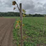 Italian Poplar buds