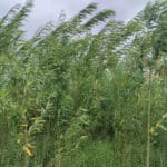 SRC Willow at Ayrshire, July 2024