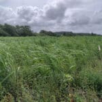 Miscanthus giganteus