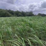 Miscanthus giganteus