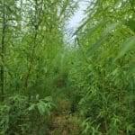 SRC Willow at Ayrshire, July 2024