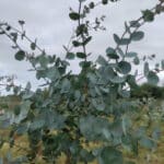 Eucalyptus, Ayrshire, July 2024