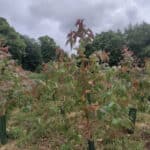 Eucalyptus, Ayrshire, July 2024