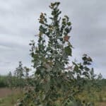 Eucalyptus, Ayrshire, July 2024