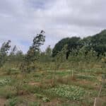 SRF Poplar