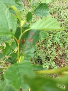 Necrosis on alder