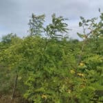Black Locust at Ayrshire, July 2024