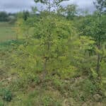 Damaged black locust, Ayrshire, July 2024