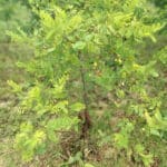 Damaged black locust, Ayrshire, July 2024