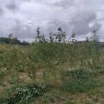 SRC Poplar