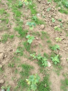 Sida at Ayrshire, July 2024