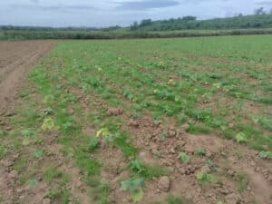 Sida at Ayrshire, July 2024
