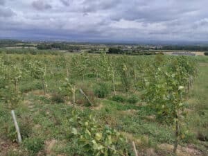 Alder at Boghall Farm, July 2024