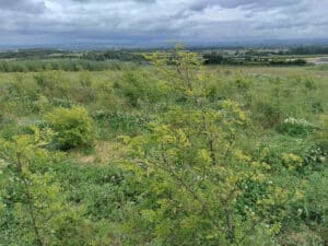 Black Locust 'Turbo'