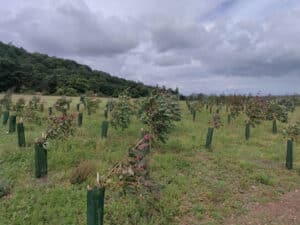 Eucalyptus at Boghall Farm, July 2024