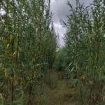 SRC Willow