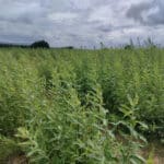Willow variety trial