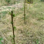 Gapped up willow (variety trial)