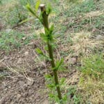 Gapped up willow (variety trial)