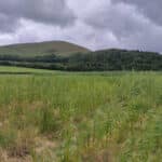 Willow variety trial