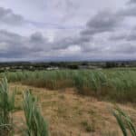 Miscanthus variety trial (2023)