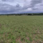 Miscanthus variety trial (2024)