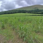 Miscanthus giganteus