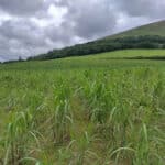 Miscanthus giganteus