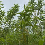0.5ha SRC Willow