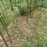 0.5ha SRC Willow