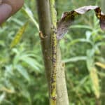 0.5ha SRC Willow