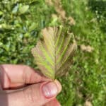 SRF Alder at Hillsborough, July 2024