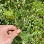 SRF Alder at Hillsborough, July 2024