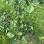 SRF Alder at Hillsborough, July 2024