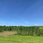 2023 Miscanthus Variety Trial
