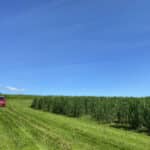 Miscanthus