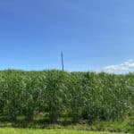 Miscanthus