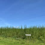 SRC Willow Variety Trial