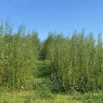 SRC Willow Variety Trial