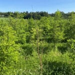 Black Locust 'Turbo'