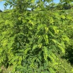 Black Locust 'Turbo'