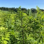 Black Locust 'Turbo'