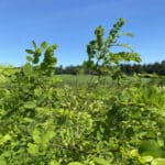 Black Locust 'Turbo'