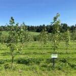 SRF Poplar