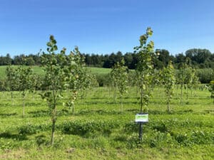 SRF Poplar