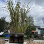 Miscanthus