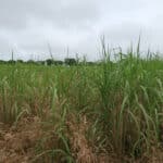 0.5ha Miscanthus giganteus